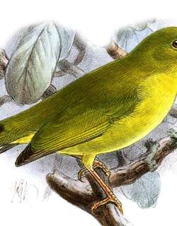 所罗门绣眼鸟 / Solomons White-eye / Zosterops kulambangrae