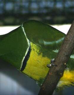 散羽鸠 / Cloven-feathered Dove / Drepanoptila holosericea