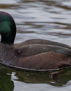 新西兰潜鸭 / New Zealand Scaup / Aythya novaeseelandiae