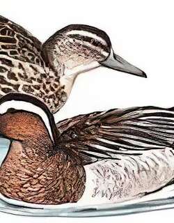 白眉鸭 / Garganey / Spatula querquedula