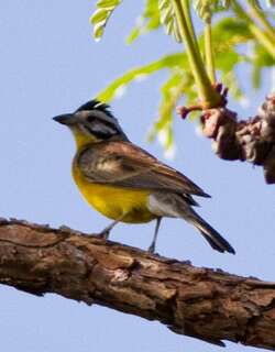 褐腰鹀 / Brown-rumped Bunting / Emberiza affinis