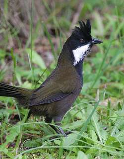 绿啸冠鸫 / Eastern Whipbird / Psophodes olivaceus