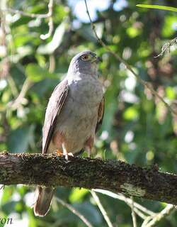 棕腿齿鹰 / Rufous-thighed Kite / Harpagus diodon