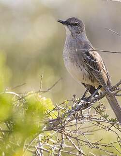 巴哈马小嘲鸫 / Bahama Mockingbird / Mimus gundlachii