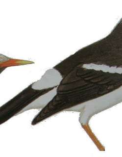 斑椋鸟 / Pied Myna / Gracupica contra