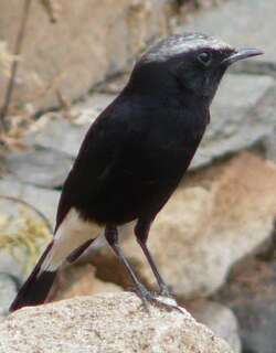 阿比西尼亚䳭 / Abyssinian Wheatear / Oenanthe lugubris