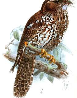 大裸鼻鸱 / Feline Owlet-nightjar / Aegotheles insignis