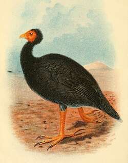 瓦努阿图塚雉 / Vanuatu Megapode / Megapodius layardi