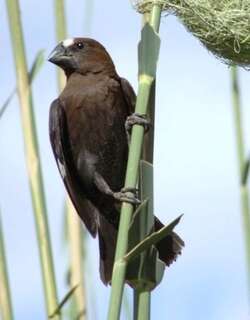 厚嘴织布鸟 / Thick-billed Weaver / Amblyospiza albifrons
