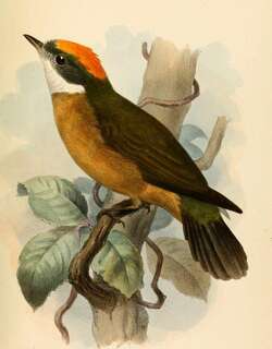 橙顶娇鹟 / Orange-crested Manakin / Heterocercus aurantiivertex