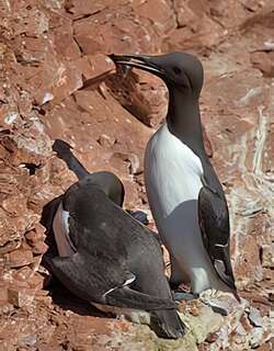 崖海鸦 / Common Murre / Uria aalge