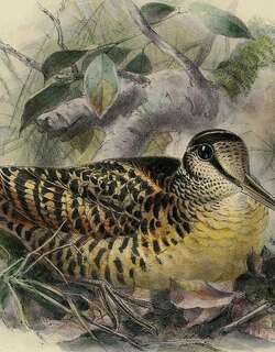 摩鹿加丘鹬 / Moluccan Woodcock / Scolopax rochussenii