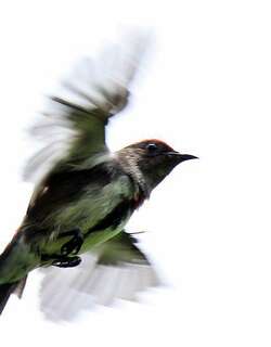 红冠啄花鸟 / Crimson-crowned Flowerpecker / Dicaeum nehrkorni