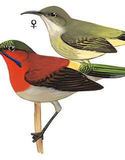 黄腰太阳鸟 / Crimson Sunbird / Aethopyga siparaja