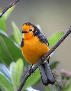 金额鸲莺 / Golden-fronted Whitestart / Myioborus ornatus