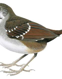灰带鹪鹛 / Bicol Ground Warbler / Robsonius sorsogonensis