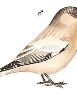 高山岭雀 / Brandt’s Mountain Finch / Leucosticte brandti