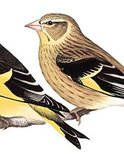 高山金翅雀 / Yellow-breasted Greenfinch / Chloris spinoides