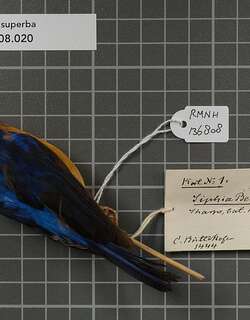 加里曼丹仙鹟 / Bornean Blue Flycatcher / Cyornis superbus