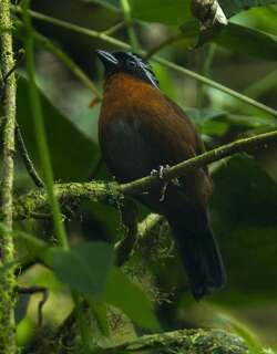 拟唐纳雀 / Tanager Finch / Oreothraupis arremonops