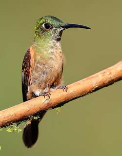 棕胸辉蜂鸟 / Fawn-breasted Brilliant / Heliodoxa rubinoides