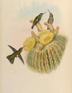 暗阔嘴蜂鸟 / Dusky Hummingbird / Phaeoptila sordida