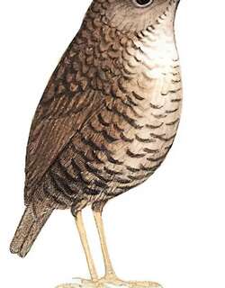 长尾鹩鹛 / Grey-bellied Wren-Babbler / Spelaeornis reptatus