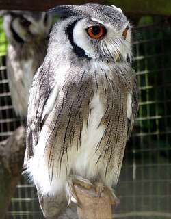 白脸角鸮 / Northern White-faced Owl / Ptilopsis leucotis