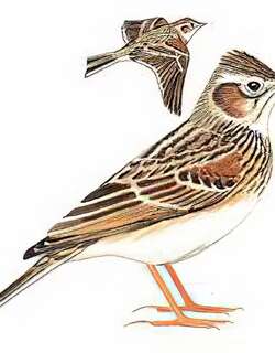 日本云雀 / Japanese Skylark