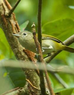 金额绿莺雀 / Golden-fronted Greenlet / Hylophilus aurantiifrons