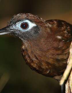 纯色蚁鸟 / Blue-lored Antbird / Hafferia immaculata