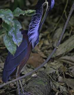 栗腹鹭 / Agami Heron / Agamia agami