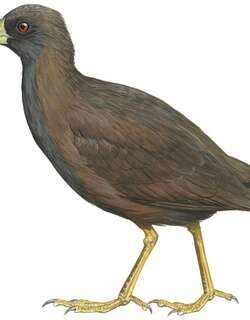 塔劳苦恶鸟 / Talaud Bush-hen / Amaurornis magnirostris