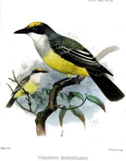 雪喉王霸鹟 / Snowy-throated Kingbird / Tyrannus niveigularis