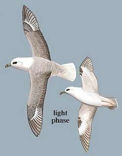 暴雪鹱 / Northern Fulmar / Fulmarus glacialis