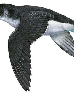 南乔治亚鹈燕 / South Georgia Diving Petrel / Pelecanoides georgicus