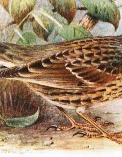 也门岩鹨 / Arabian Accentor / Prunella fagani