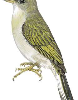 黄脚响蜜䴕 / Yellow-footed Honeyguide / Melignomon eisentrauti