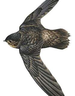 安岛雨燕 / Lesser Antillean Swift / Chaetura martinica