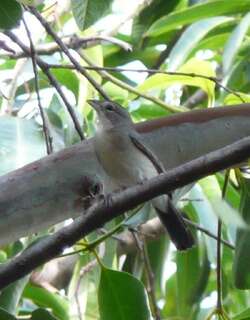 红顶雀 / Grey Pileated Finch / Coryphospingus pileatus