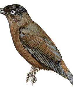 山辉椋鸟 / Mountain Starling / Aplonis santovestris