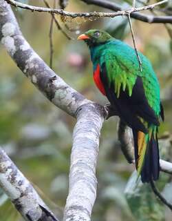 金头绿咬鹃 / Golden-headed Quetzal / Pharomachrus auriceps