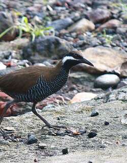横斑秧鸡 / Barred Rail / Hypotaenidia torquata