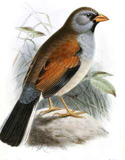 大印加雀 / Great Inca Finch / Incaspiza pulchra