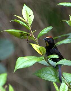 火冠黑唐纳雀 / Flame-crested Tanager / Loriotus cristatus