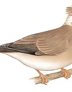 白领凤鹛 / White-collared Yuhina / Parayuhina diademata