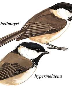 沼泽山雀 / Marsh Tit / Poecile palustris