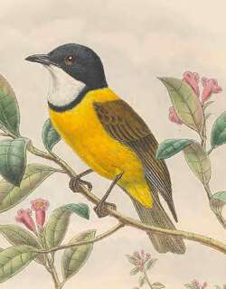 路易啸鹟 / Louisiade Whistler / Pachycephala collaris