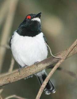 黑喉饰眼鹟 / Black-throated Wattle-eye / Platysteira peltata