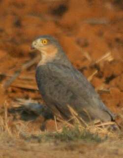 棕胸雀鹰 / Rufous-breasted Sparrowhawk / Accipiter rufiventris